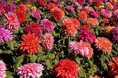 Steam页面更新 《龙之信条2》明年3月22日发售